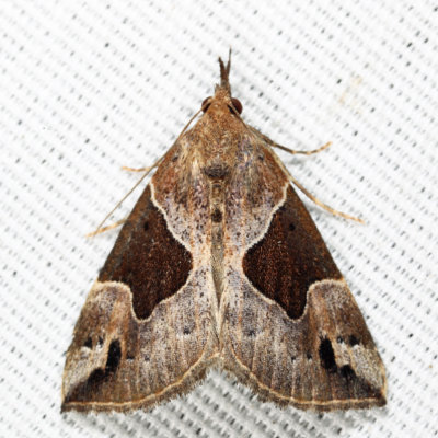 8441 -  Flowing-line Hypena - Hypena manalis