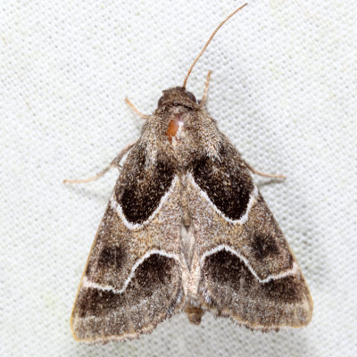 11135 - Ragweed Flower Moth - Schinia rivulosa