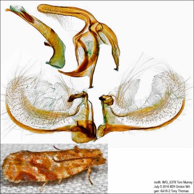 3602 – Pine Tube Moth – Argyrotaenia pinatubana