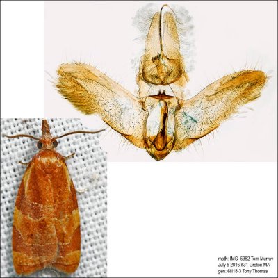 3716 – Spring Dead-leaf Roller Moth – Cenopis diluticostana