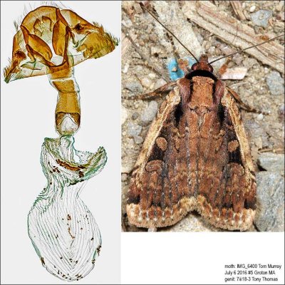 11007 – Sigmoid Dart Moth – Eueretagrotis sigmoides
