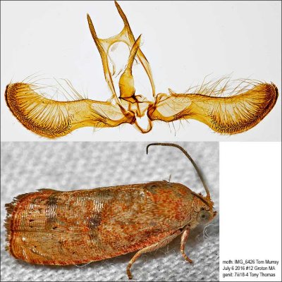 3494 – Filbertworm Moth – Cydia latiferreana