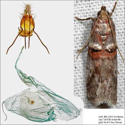 5691 – Sweetfern Leaf Casebearer Moth – Acrobasis comptoniella