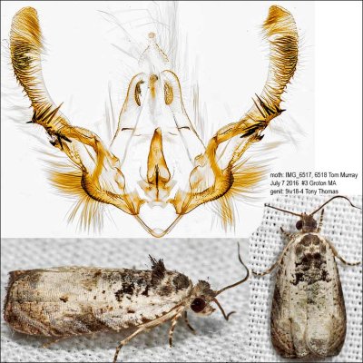 2820 – Malana Leafroller Moth – Olethreutes malana