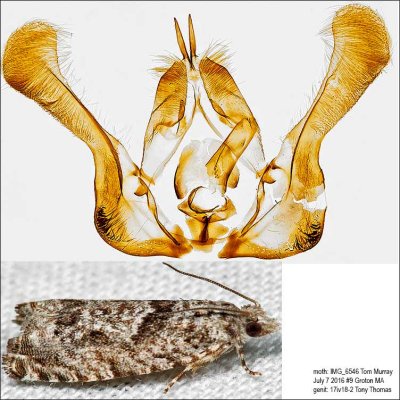 3334 – Maple Trumpet Skeletonizer Moth – Catastega aceriella