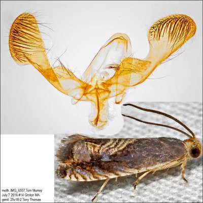 3443 – Three-lined Grapholita Moth – Grapholita tristrigana