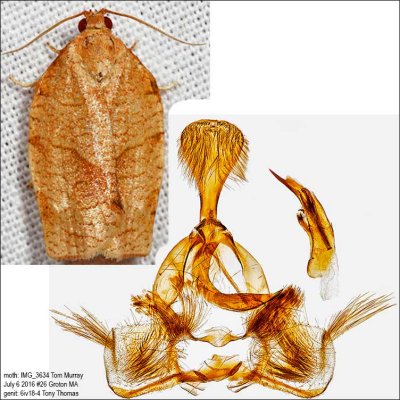 3635 – Oblique-banded Leafroller - Choristoneura rosaceana