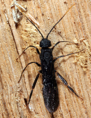 Black-and-red Horntail (Urocerus cressoni)