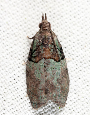 3286 - Raspberry Leaf-roller Moth - Epinotia medioviridana