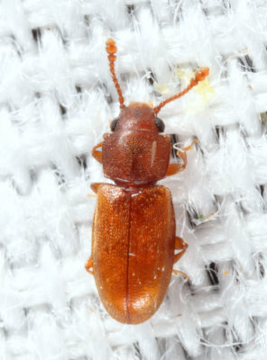 Foreign Grain Beetle - Ahasverus advena