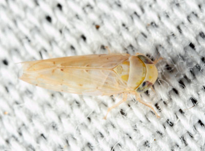 Leafhoppers genus Atanus