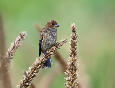 Indigo Bunting - Passerina cyanea