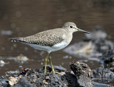 Solitary Sandpiper - Tringa solitaria