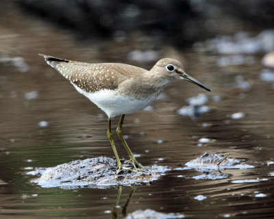 Solitary Sandpiper - Tringa solitaria