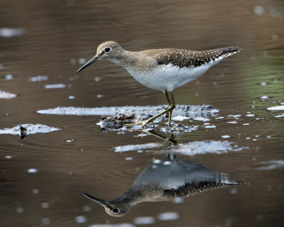 Solitary Sandpiper - Tringa solitaria