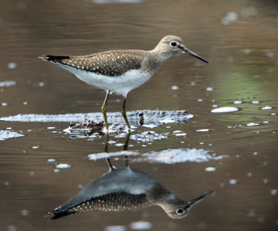 Solitary Sandpiper - Tringa solitaria