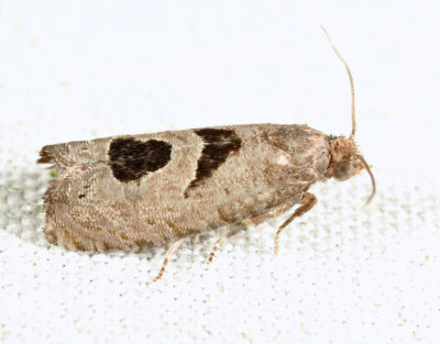 2936 - Aster-head Eucosma - Eucosma tomonana