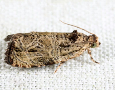 2776 - Woolly-backed Moth - Olethreutes furfuranum