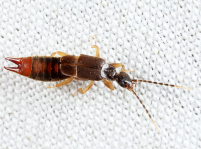 Lesser Earwig - Labia minor