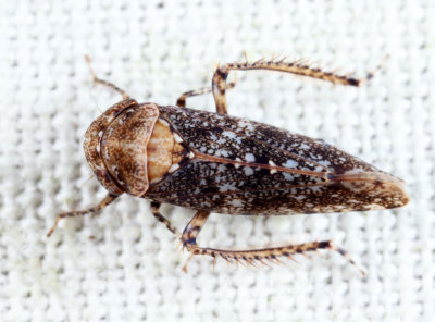 Paraphlepsius collitus