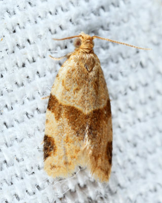 3688 - Garden Tortrix - Clepsis peritana