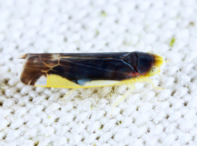 Eupteryx nigra