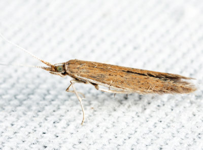 Coleophora sp.