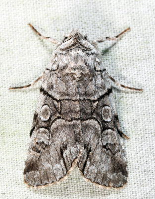 10067 - Fringe-Tree Sallow - Sympistis chionanthi