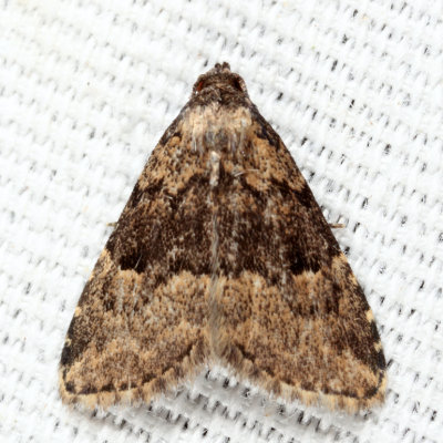 8426 -  Visitation Moth - Dyspyralis illocata