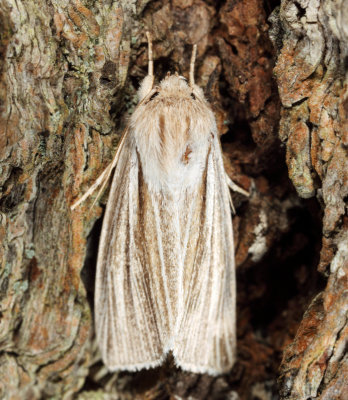 9280 - Cattail Caterpillar Moth - Acronicta insularis