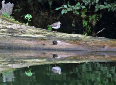 Solitary Sandpiper - Tringa solitaria