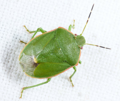 Chlorochroa persimilis