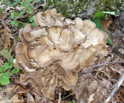 Grifola frondosa (Hen of the Woods)