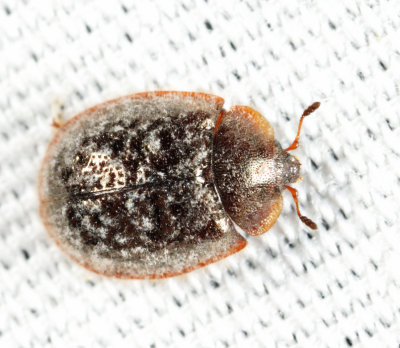 Thymalus marginicollis