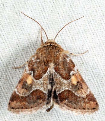 11104 - Spinose Flower Moth - Schinia spinosae