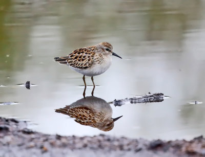 Least Sandpiper - Calidris minutilla