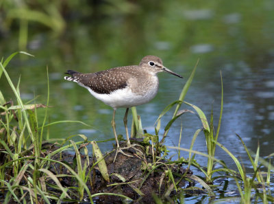 Solitary Sandpiper - Tringa solitaria