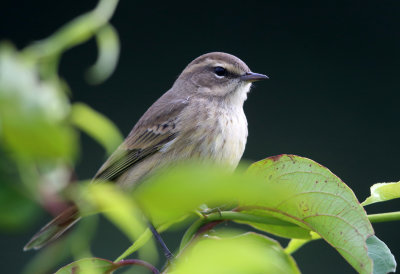 Palm Warbler - Setophaga palmarum (western)