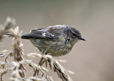 Yellow-rumped Warbler - Setophaga coronata