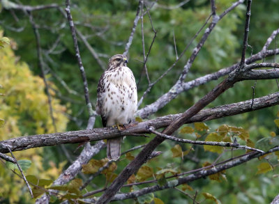 Red-shouldered Hawk - Buteo lineatus (immature)