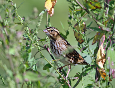 Savannah Sparrow - Passerculus sandwichensis