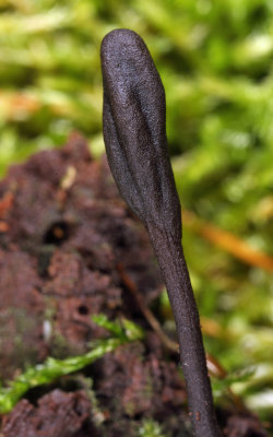 Trichoglossum walteri