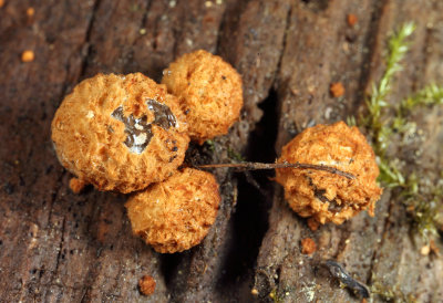 Nidularia pulvinata (Birds Nest Fungi)