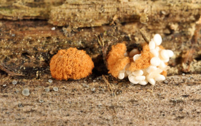 Nidularia pulvinata (Birds Nest Fungi)