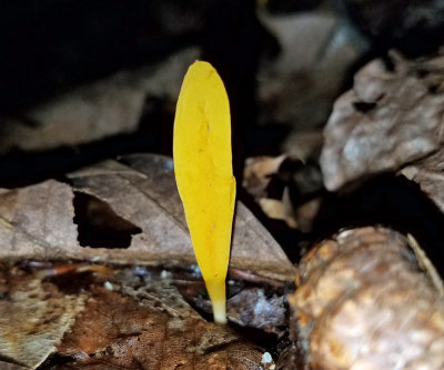 Clavulinopsis fusiformis (Golden Spindle)