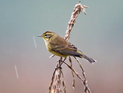 Palm Warbler - Setophaga palmarum