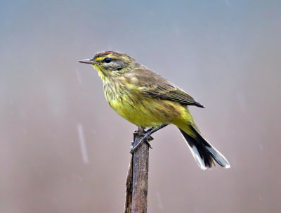 Palm Warbler - Setophaga palmarum