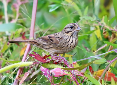 Lincoln's Sparrow - Melospiza lincolnii