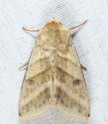 11071 - Tobacco Budworm Moth - Chloridea virescens