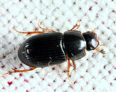 Pseudagolius bicolor